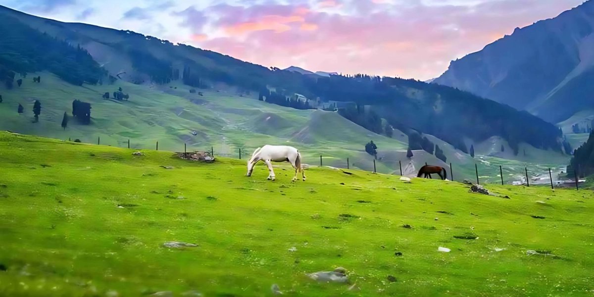 Magical Kashmir Tour